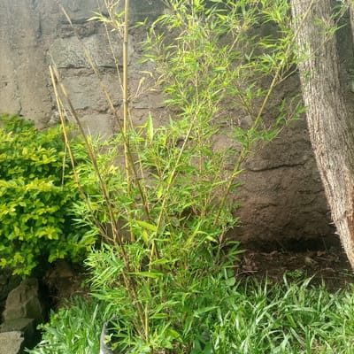 The scene, located in Kimorori/Wempa ward, Kenya, depicts an outdoor vegetated area. A cluster of bamboo plants, characterized by numerous slender, yellowish-green culms and small, vibrant green leaves, occupies the center and right foreground. To the left of the bamboo is a dense, leafy shrub with lighter yellow-green foliage. The background consists of a rough, uneven light brown to grey concrete or plastered wall. On the far right, a portion of a tree trunk with textured, vertically grooved light-colored bark is visible. The ground in the foreground is covered with green grass and some exposed dark soil. Several dark rocks are present near the base of the shrub on the left. A black container or bag is partially visible at the bottom center, seemingly containing the base of the bamboo plant. No people or animals are present. The lighting suggests daytime conditions.