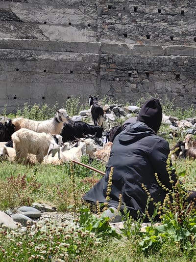 In KOKSAR, India, a person wearing a black hooded jacket and a black beanie sits facing away from the camera, observing a herd of goats grazing on a grassy slope. The goats, a mix of white, black, and brown, are scattered across the foreground and mid-ground. Behind the goats, a weathered stone wall with rough, uneven blocks and visible mortar forms the backdrop. The wall appears to be part of a structure, with some sections exhibiting a rough, concrete-like texture and circular openings. The ground is covered in green grass, interspersed with rocks and small wildflowers. The scene suggests a pastoral setting, possibly in a rural or mountainous area.