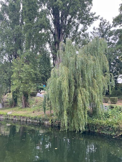 This image depicts a tranquil scene along the canal in Villeparisis, France. The canal's dark, reflective water occupies the foreground, with a few scattered leaves floating on its surface. The bank of the canal is lined with stone and covered in lush green vegetation, including ivy and other ground cover. 

Dominating the midground is a large weeping willow tree, its branches cascading down towards the water. Behind the willow, a variety of trees create a dense green backdrop. Some of these trees are tall and mature with thick trunks, while others are more slender and leafy. Sunlight filters through the canopy, casting dappled shadows. 

In the background, a paved pathway is visible, suggesting a pedestrian or cycling route alongside the canal. A blue signpost with white symbols is also present, indicating a direction or information point. The overall atmosphere is serene and natural, characteristic of a park or a quiet urban waterway. There are no people visible in the image.