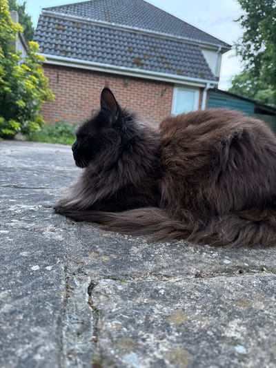 A long-haired, dark brown cat is lying down on a paved surface in what appears to be a garden or backyard. The cat is positioned in the center of the frame, facing left in profile. Its fur is fluffy and appears somewhat disheveled. Behind the cat, a brick building with a grey tiled roof and white trim is visible, along with greenery from trees and plants. The ground is made of grey flagstones, some of which are cracked. The overall scene suggests an outdoor domestic setting. There is no specific indicator of the location being in Kenningtons, United Kingdom.