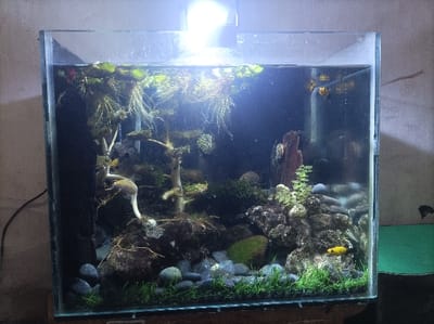 An illuminated glass aquarium showcasing an elaborate aquascape is positioned indoors in Pasir Muncang, Indonesia. The rectangular tank contains clear water, lit by a single overhead LED fixture. The internal environment features an aquascape composed of multiple driftwood pieces, some shaped to resemble gnarled trees, rooted in a substrate of varied natural rocks and rounded pebbles. A dense carpet of short, green grass-like aquatic plants covers the foreground substrate. Additional aquatic plants are integrated with the hardscape, and floating plants with trailing roots occupy a significant portion of the water surface, particularly on the left. The visible fauna consists of one bright yellow fish near the bottom right and several small, brownish-orange snails adhering to the upper right interior glass. A thin tube or airline is present in the upper right section of the tank. The aquarium rests on a dark, flat surface, with a plain, light-colored wall in the background and a green surface immediately to its right.