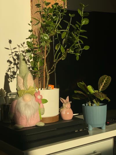 This media file depicts a shelf or surface with several decorative items and plants. The main subjects include a plush gnome with a green pointed hat, pink body, and floral accents, positioned in the foreground. To its left, a trailing green plant with oval leaves is draped over a wooden surface. In the background, to the right, a smaller plant with red and green striped leaves sits in a blue ribbed planter. A pink ceramic bunny figure with a bow is also visible near the blue planter. The scene is illuminated by a warm light source, casting shadows of the plants onto the white surface below. The presence of a black electronic device, possibly a game console, suggests an indoor setting, likely a living room or entertainment area. The overall ambiance is cozy and decorative, with a focus on houseplants and whimsical ornaments. There is no visible text in the image. The lighting suggests it could be daytime, with sunlight coming from an angle. The location context of Swarzędz, Poland, indicates an indoor setting within that region.