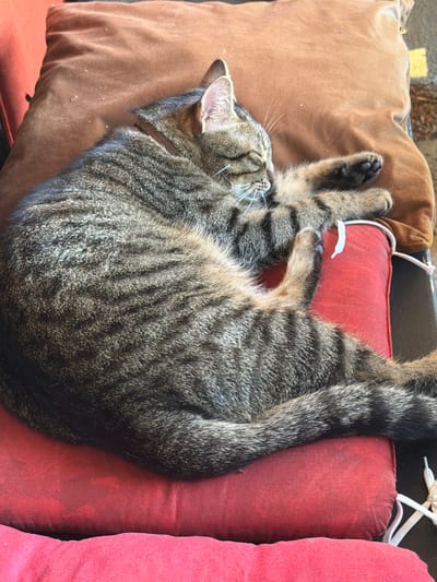 A tabby cat is sleeping curled up on a red cushion. The cat is a mix of gray, black, and brown stripes. Its eyes are closed and its paws are tucked in. The cushion is on top of another cushion, which is brown. The scene appears to be outdoors, as suggested by the natural lighting and the texture of the cushions which seem to be outdoor furniture. The specific location in Heiligenstadt i. OFR., Germany cannot be determined from the image.