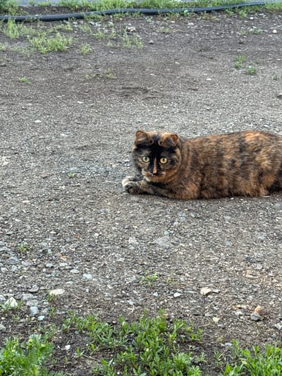 A tortoiseshell cat is lying on a gravelly surface in Starokhalilovo, Russia. The cat is facing forward, with its head slightly tilted. Its fur is a mixture of brown, black, and orange. Green grass is visible in the foreground and background. A black hose runs horizontally along the top of the image.