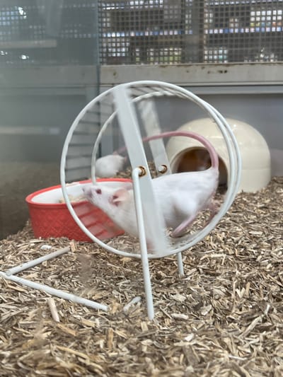 The image displays an interior view of an animal enclosure, likely for small rodents. A white mouse with pink eyes and a pink tail is captured in mid-action, rapidly running within a white, spoked exercise wheel, which exhibits significant motion blur due to its speed. The mouse's body is also slightly blurred, emphasizing its movement. The floor of the enclosure is covered with a thick layer of light brown, shredded wood shavings. To the left of the running mouse and wheel, a red textured bowl with a white rim contains an unidentified substance. A second, partially visible white mouse is situated in the background, near the red bowl. To the right, behind the exercise wheel, a beige, igloo-shaped plastic hide rests on the bedding. The scene is viewed through a clear barrier, likely glass or plastic, which reflects ambient light. In the background, behind the enclosure, a metal grid structure is visible, beyond which blurred colorful rectangles suggest a display or products. The specific location within Gif-sur-Yvette, France, cannot be determined from the visual information provided.