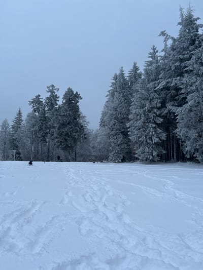 The image depicts a snowy winter landscape in Le Hohwald, France. The scene is dominated by a wide, snow-covered expanse in the foreground and midground, exhibiting numerous crisscrossing footprints and ski tracks. The sky overhead is a uniform, overcast light grey. A dense forest line, consisting primarily of evergreen trees heavily laden with snow or frost, forms the background and extends along the right side of the frame. Further back in the left-center, frosted deciduous trees are also visible. In the mid-left, a person, possibly a child, clad in dark attire, is positioned low to the ground, appearing to interact with a small sled or ski apparatus. Two additional indistinct, dark figures are visible further in the midground near the treeline. Two dark, rectangular objects, possibly benches or signs, are discernable near the treeline to the right of the center. The overall environment indicates a cold, possibly sub-freezing, outdoor setting with recent human activity.