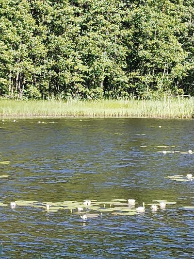 The image depicts a tranquil body of water, likely a pond or lake, situated in Raudoja, Estonia. The water is calm, reflecting the surrounding lush greenery. Several water lilies, with their characteristic round leaves and white blossoms, are scattered across the surface of the water. In the background, a dense line of trees forms a natural border, their leaves a vibrant green, suggesting it is summertime. The water's edge is lined with tall, thin reeds or grasses. The overall impression is one of natural serenity and unspoiled beauty. There are no people or animals visible in the scene.