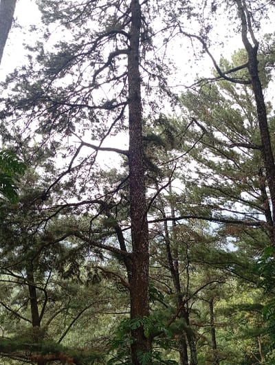 An upward-looking view within a dense forest, identified as being in Kajar, Indonesia. The scene is dominated by multiple tall, slender trees featuring dark, textured bark and abundant needle-like foliage on their branches. A prominent tree trunk stands vertically in the center of the frame, with its branches and those of surrounding trees forming an interwoven canopy against a bright, overcast sky. Green broad-leafed plants are visible in the lower foreground, some appearing to grow on or near the tree trunks. No individuals, animals, or man-made objects are present within the frame. The environment appears natural and undisturbed.