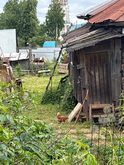 The image depicts a rustic backyard scene in the village of Kstinino, Russia. In the foreground, lush green foliage partially obscures the view. A chicken with brown and white feathers is visible in the mid-ground, standing on a grassy area. Behind the chicken is a weathered wooden shed with a sloping, corrugated metal roof. The shed has vertical wooden planks for walls and a wooden door. To the left of the shed, a metal fence runs across the image. In the background, trees, a blue structure, and what appears to be a church or bell tower are visible under an overcast sky. The overall impression is one of a rural, slightly disheveled environment.
