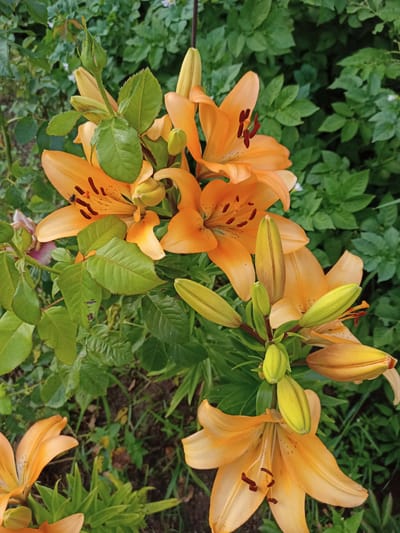 The image shows a cluster of orange lilies in bloom, with several buds also visible. The lilies are surrounded by green foliage, which appears to be a mix of leaves from the lilies themselves and other plants. The ground beneath the plants is a mix of soil and grass. The lighting suggests it is daytime, likely outdoors. The scene is a natural environment, typical of a garden or park. The location is specified as Стрэшынскі сельскі Савет, Belarus. There are no people or animals clearly visible in the image, apart from a small insect on one of the lily petals. The focus is on the flowers and their immediate surroundings.