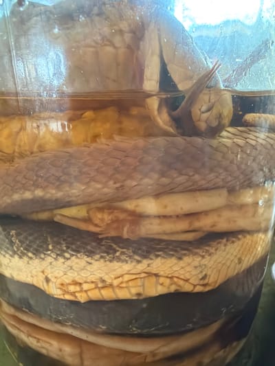The image displays a large preserved snake specimen, likely a python given its size and scale pattern, coiled within a clear glass container filled with a preserving liquid. The snake's head is visible on the left side, with what appears to be a forked tongue slightly extended. Its body exhibits a detailed scale pattern with variations in color, ranging from reddish-brown to darker segments with lighter undersides.
Within the coils of the snake's body, or possibly as ingested prey, are significant organic structures. These appear to be the discolored, yellowish-brown remains of a large animal, including tubular elements resembling limbs or internal organs. This suggests the display might be showcasing a snake that has recently consumed a large meal, or it could be a dissected specimen intended to illustrate its anatomy or stomach contents.
The container itself shows some glare and reflections, indicating an indoor setting, likely a museum, laboratory, or educational institution. No people are visible, and there is no discernible text. The scene is static, documenting a biological specimen preserved for study or public viewing, possibly in Thới Sơn, Vietnam.