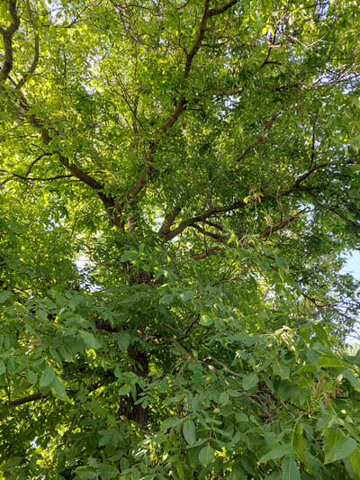 An upward-angle shot shows the dense green canopy of a mature tree, likely a walnut tree, with its branches and leaves filling most of the frame against a bright sky. The sunlight filters through the leaves, creating a dappled effect. Visible are the rough texture of the bark on thicker branches and the delicate veins on the numerous green leaves. Towards the bottom left and center, a few green, unripe walnuts are discernible amongst the foliage. The image appears to have been taken outdoors in a natural setting within the village of Shpychyntsi, Ukraine. There are no people or animals visible in the scene.