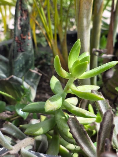 The image shows a close-up view of several succulents. In the foreground, a bright green succulent with plump, elongated leaves is the main subject, its leaves pointing upwards. Behind it, other succulents are visible, including one with fuzzy, grey-green leaves that have dark brown edges. In the background, tall, slender green stalks of another plant rise up, and a darker, mottled green leaf with reddish-brown spots is visible to the left. The succulents are planted in dark soil. The scene appears to be outdoors, with diffused natural light suggesting it might be overcast or in a shaded area. There is no indication of a specific location in Bireuenmeunasahreuleut, Indonesia, or any human activity. The image focuses solely on the plants and their immediate environment.