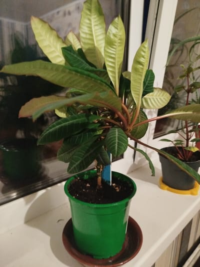 The image displays a potted plant with green and yellow leaves situated on a white windowsill. The plant is in a vibrant green plastic pot, which rests on a brown saucer. To the right of this plant, another potted plant in a dark gray pot with a yellow plastic saucer is visible. The background includes a window with white frames and a reflection of what appears to be a dark interior space. The scene is indoors, likely in a residential setting, and the lighting suggests it is either evening or a dimly lit day. There are no people or animals present in the image, and no specific actions or interactions are depicted. The location of Maladzyechna, Belarus is noted as the context for this image.