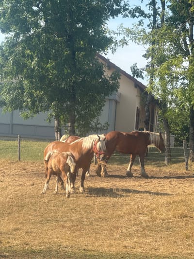 The image shows two horses in a grassy field with a building in the background. The horses are light brown with blonde manes and tails. One horse is standing and the other is lying down. The sun is shining and it appears to be a warm day. The building in the background looks like a house or barn. There is a fence in the foreground. The image is taken in Charchilla, France.