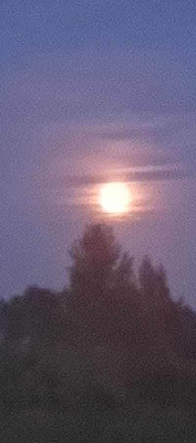 The image depicts a full moon partially obscured by silhouetted trees against a hazy, twilight sky. The moon is bright and appears to have a soft halo around it. The trees form a dark, irregular line across the lower portion of the frame, with some suggestion of varied heights and shapes, indicating a natural landscape or park area. The sky transitions from a pale blue at the top to a soft purple or pinkish hue near the horizon. The overall impression is one of a serene, possibly rural or suburban, evening scene. The location is specified as Bet'ki, Russia.