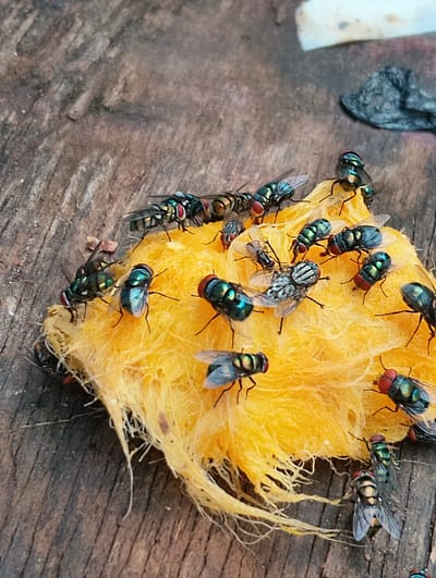 A cluster of approximately fifteen to twenty flies are gathered on a piece of yellow, shredded fruit, likely a mango, resting on a weathered wooden surface. The flies exhibit metallic green and blue coloration on their bodies and bright red eyes. Some are actively feeding, while others appear to be resting. The wooden surface shows signs of age and texture, with visible grain and some debris. The background is blurred, suggesting a shallow depth of field, with hints of a dark, organic material and a white object to the upper right. The scene is outdoors, likely in Alagbado, Nigeria, given the tropical fruit and weathered wood consistent with the environment.