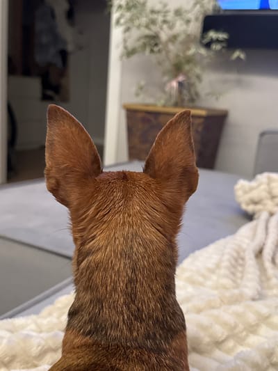 This media file contains a close-up shot of a dog's ears and the back of its head. The dog has short, reddish-brown fur. The ears are prominent and triangular, with the left ear slightly more forward than the right. The background is soft and out of focus, showing a gray surface that appears to be furniture, possibly a couch, covered in a textured, off-white blanket. To the left of the dog, there's a hint of a television screen and some blurred greenery, suggesting an indoor setting, likely a living room. The lighting is dim, indicating it might be evening or an overcast day. No people are visible, and the focus is entirely on the dog's head and ears. The context provided states the location is Laikovo, Russia. There is no visible text in the image.