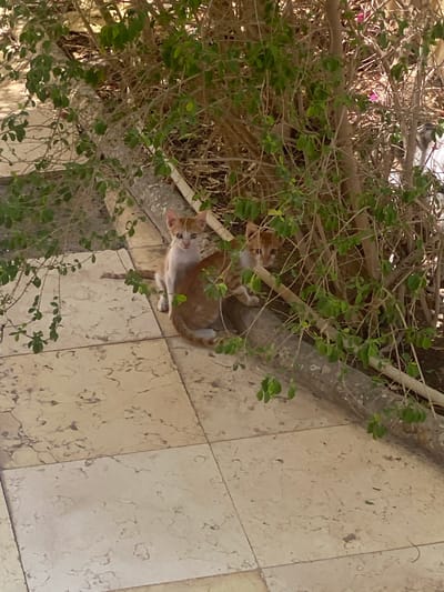 Two ginger and white kittens are partially obscured by green foliage and tree branches, situated on a light-colored tiled patio. One kitten is visible in the foreground, facing the camera with a light-colored chest and ginger tabby markings on its head and body. Its tail is extended behind it. Another kitten is further back, also with ginger and white markings, peeking through the leaves. The background consists of dense branches and leaves, with a textured stone border along the edge of the patio. The scene appears to be outdoors, possibly in a garden or courtyard.