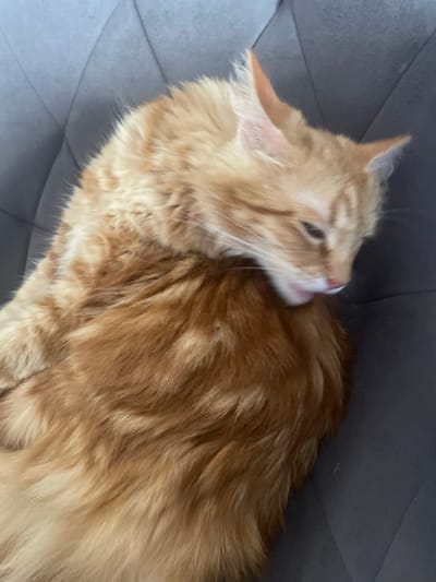 An orange tabby cat is grooming itself while lying on a gray tufted sofa. The cat's body is mostly visible, curled up and its head is turned to lick its flank. The background is a softly lit gray sofa with diamond-shaped tufting. The scene appears to be indoors, likely in a home in Angelovo, Russia, given the mention of the location. There are no people or other animals present in the image.