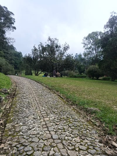 The scene depicts an outdoor park or natural area within Tây Ninh, Vietnam, under an overcast sky. A curved cobblestone path, exhibiting moss and dirt accumulation between stones, occupies the lower and left-center foreground, extending into the middle distance. Lush green grass borders the path on both sides. To the far left, a dense, dark green forested hillside ascends. In the middle ground, beneath a large, broad-canopied tree, a group consisting of three individuals and one white dog is gathered on the grass. One person stands wearing a dark top, facing a second individual in light-colored clothing who is bending over. A third person is visible seated or reclined further left within the group. A white dog is positioned near the seated individual. Additional trees and dense foliage form the background and the right side of the image.