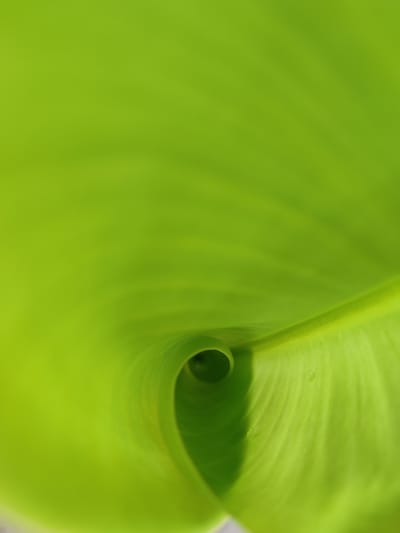 The image is a close-up, abstract shot of a bright green leaf. The leaf is curled inwards, creating a spiral shape with a small opening at the center. The texture of the leaf is visible, with prominent veins running throughout. The lighting highlights the curves and shadows, giving the image a sense of depth. There is no indication of the location being Lancokpanteara, Indonesia. The image contains only the leaf and does not depict any people, actions, or interactions.