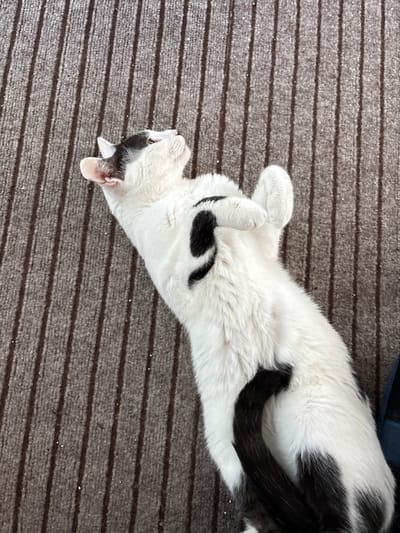 A black and white cat is lying on its back on a brown, striped carpet. The cat has a black patch on its head and several black patches on its body, including a large one on its back. Its tail is also black and white. The cat's paws are curled up. The image is taken from above. The location is Neumarkt in der Oberpfalz, Germany.