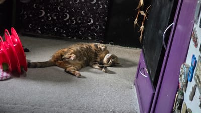 The image depicts a domestic scene featuring a tabby cat lying on its back on a textured, light-colored surface, possibly a carpet or a large, flat rug. The cat is looking towards the camera with alert eyes. Its belly and paws are visible. To the left of the cat, a portion of a purple door or cabinet is visible, adorned with various colorful magnets, including what appears to be a blue Eiffel Tower. A black object, possibly a drawer or a whiteboard, is partially open beneath the purple surface. To the right of the cat, a stack of bright red plastic items, possibly toys or organizers, is visible. Below this, a dark fabric with a pattern of white moons and stars can be seen. The lighting suggests an indoor environment, potentially at dusk or with artificial lighting, as evidenced by the shadows cast by the cat and the red objects. The overall impression is one of a relaxed, indoor setting, possibly a home in Weston-super-Mare, United Kingdom. No people are visible in the frame.