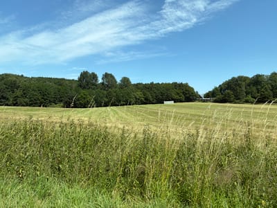 The image shows a rural landscape under a bright blue sky with scattered white clouds. In the foreground, there is a dense patch of tall green grass and wild vegetation. Behind this, a large field is mowed in a pattern of parallel lines, indicating recent agricultural activity. The field is a mix of green and golden straw colors. Further back, a dense line of dark green trees forms a treeline that stretches across the horizon. On the right side of the treeline, a small building with a red roof is visible. In the field, towards the middle ground, there are several white cylindrical bales, possibly hay or straw. The scene suggests a sunny day in a rural area, likely used for agriculture. The location is identified as being in the municipality of Rastorf, Germany.