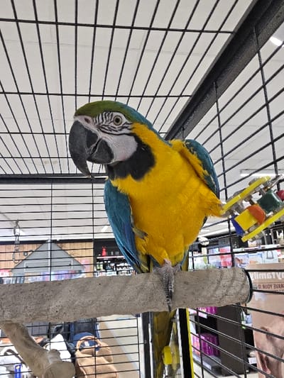 A Blue-and-yellow Macaw (Ara ararauna) is prominently featured, perched on a light gray, textured cylindrical wooden perch inside a large, black metal wire cage. The macaw faces left, displaying its vibrant blue dorsal feathers, bright yellow ventral plumage, and a green crown on its head. Its facial patch is white with fine black feather lines, and it possesses a robust dark gray beak and a light-colored iris. The macaw's right foot, featuring a gray scaly texture, grips the perch. A multi-colored bird toy, composed of yellow, blue, orange, and red plastic elements, hangs from the top right of the cage, partially obscured by the bird's body.

The background, viewed through the cage bars, indicates an indoor retail environment, likely a pet store or a section within a larger market. Shelving units displaying various products are visible, with some items appearing to be pet supplies. Overhead fluorescent lighting illuminates the white ceiling above the cage. On the far right, partially visible text on a package includes fragments such as "YOUR" and "AVE YOUR". This scene is located in the city of Eeklo, Belgium.