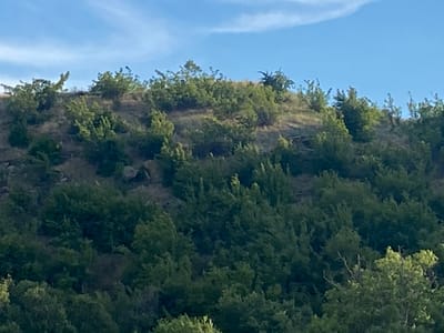 The image shows a moderately sloped hillside covered in dense green foliage and sparse, dry grasses. The sky above is a clear, pale blue with a few wispy white clouds. The vegetation consists primarily of various trees and shrubs, with some larger rocks visible on the upper portion of the hill. There are no people or man-made structures visible in the image. The scene depicts a natural, undeveloped landscape.
