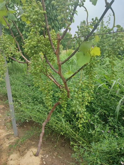 The image depicts a close-up view of a grapevine laden with developing green grapes, situated in an outdoor setting. The vine's woody branches are prominent, with numerous clusters of small, oval-shaped green grapes hanging downwards. The surrounding environment is lush and overgrown with various green plants, including taller grasses and smaller leafy vegetation, some of which have tiny purple flowers. A metal post is partially visible on the left side of the image, along with sandy soil and scattered pebbles at the base of the vine. The sky appears overcast. The scene suggests a rural or agricultural landscape, possibly a vineyard or a garden area, in the city of Жаңы-Абад, Kyrgyzstan. There are no people or animals visible in the image.