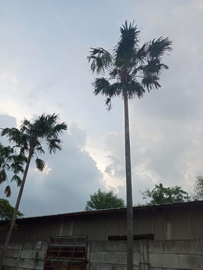 The image depicts two tall palm trees in Nglundo, Indonesia. The trees are positioned in front of a building with a corrugated metal roof and concrete walls. A "No Smoking" sign is visible on the concrete wall. The sky is cloudy. Other trees are visible behind the building. The lighting suggests it's either early morning or late afternoon. There are no people visible in the image. A rusted metal gate is present against the concrete wall.