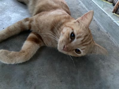 A ginger tabby cat lies on a concrete surface, its body mostly in frame. The cat is oriented on its back, with its head tilted upwards towards the camera. Its eyes are open and dark brown, and it has a pink nose and white whiskers. The cat's fur is a pale orange with darker tabby stripes. One of its front paws is extended towards the right side of the frame, while the other is bent near its chest. The concrete surface appears to be outdoors, possibly a patio or walkway, with some faint debris visible. There are some shadows on the concrete, suggesting it might be daytime. The overall mood is relaxed, with the cat appearing comfortable and possibly playful or curious. No text is visible in the image. The scene is consistent with a domestic setting in Sekar Mawar, Indonesia.