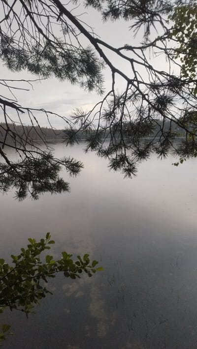 The image depicts a serene lake scene in Tarasovskoe, Russia, under an overcast sky. The foreground is dominated by the dark silhouettes of pine branches, some with visible water droplets on their needles, suggesting recent rain. A small cluster of green leaves from another plant is visible in the lower left corner. The lake's surface is calm and reflects the muted light of the sky, with faint ripples indicating a gentle disturbance. In the background, a dense forest lines the opposite shore. The overall atmosphere is quiet and tranquil, evoking a sense of natural beauty and solitude.