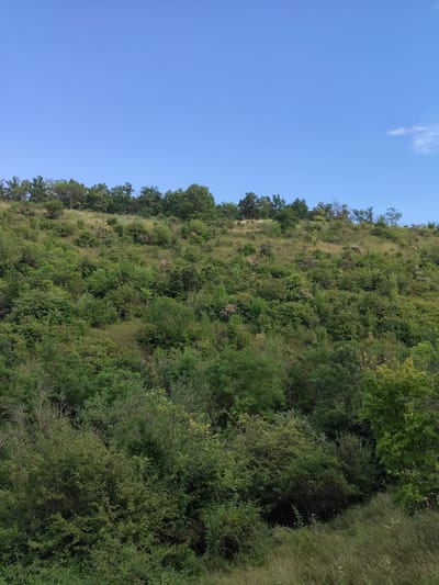 The image depicts a lush, green hillside covered in dense vegetation and trees, sloping upwards towards a clear blue sky. The foliage is a mix of various shades of green, with some patches of dry grass and scattered, lighter-colored shrubs or flowering plants. The overall impression is one of a natural, undeveloped landscape. The scene is likely located in the vicinity of Saharna, Moldova, a region known for its natural beauty and rolling hills. There are no people or man-made structures visible in the image. The light suggests it is daytime, possibly mid-morning or afternoon, with the sun illuminating the hillside from the side, creating subtle shadows within the vegetation.