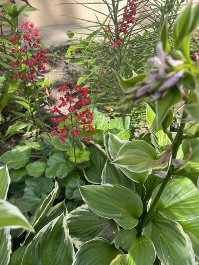 The image displays a close-up view of a garden with various plants, predominantly hostas with variegated green and white leaves in the foreground. To the left, a cluster of small red flowers on tall, thin stems is visible. In the background, a wall and some taller green foliage can be seen. The scene appears to be an outdoor residential garden. The image was taken in Vasylkiv, Ukraine. There are no people or animals present in the image. The lighting suggests it is daytime, likely sunny.
