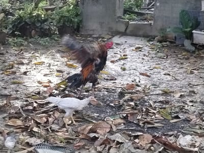 This media file captures an outdoor scene in Teupinbayu, Indonesia, featuring two domestic fowl. The main subject is a large rooster, positioned centrally, with striking black, brown, and reddish-orange feathers, and a prominent red comb and wattles. It is captured in motion, with its wings widely spread and blurred, suggesting it is flapping them or stretching. Its head is turned towards the right side of the frame.

To the left and slightly in front of the rooster, a smaller, entirely white chicken or young fowl is visible. It stands on the leaf-covered ground, with its head bent down, appearing to forage or peck among the debris.

The ground is predominantly covered with a thick layer of dried, brown leaves of various sizes, with patches of darker, bare soil visible underneath. In the background, to the left, there is dense green foliage, while to the right, concrete structures, possibly a wall or steps, are visible. More potted plants or green vegetation can be seen near these structures. Scattered among the leaves are pieces of litter, including a crumpled clear plastic bag in the lower left corner and what appears to be part of a plastic grate or basket in the lower center.

The lighting is soft and natural, indicating daytime, possibly with indirect sunlight or an overcast sky. There is no visible text in the image. The scene suggests a rural or backyard setting.