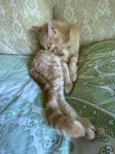 The image shows a ginger cat grooming itself on a bed. The cat is curled up, with its head bent down towards its hindquarters. The bedding is patterned with green paisley designs and a floral motif on a cream-colored pillow. The scene appears to be indoors, with soft lighting. The location of Коротиха, Russia is not discernible from the image.