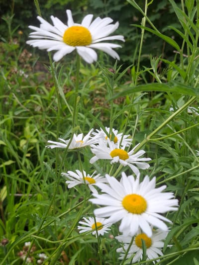 This image displays a close-up, high-angle view of several white daisies with yellow centers, nestled amongst lush green foliage. The daisies are the primary subjects, with some in sharp focus and others slightly blurred, creating a sense of depth. Their delicate white petals radiate outwards from the bright yellow discs. The background consists of various shades of green from leaves and stems, suggesting a garden or meadow setting. There are no people or text visible in the image. The lighting appears natural, suggesting it was taken during daylight hours, possibly late morning or afternoon given the brightness. The overall impression is one of natural beauty and tranquility. The location context is Richmond, United Kingdom.