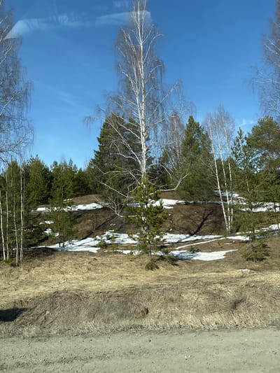 The image depicts a landscape in early spring near Sosnovyi Bor, Russia. A mixed forest of evergreen and birch trees stands on a slight rise, with patches of melting snow visible among the dry grasses and bare earth. A dirt road or path borders the edge of the scene. The sky is clear and blue. No people are visible.