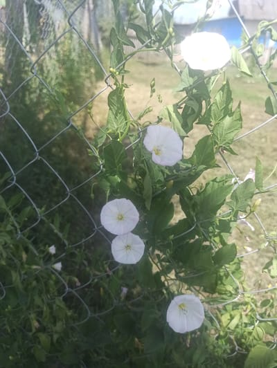 The image shows white bindweed flowers blooming on a vine that is growing over a chain-link fence. The flowers are trumpet-shaped and have yellow centers. The leaves of the bindweed are heart-shaped and green. The background is a blur of green grass and some dirt. The sun appears to be shining, casting shadows and highlights on the scene. The overall impression is one of a natural, outdoor setting, possibly a garden or backyard in Moldoveanca, Moldova. The bright sunlight suggests it is daytime, and the lush greenery indicates a time of growth, likely spring or summer. There is no visible text in the image.