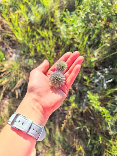 In Shikhan, Russia, a person's left hand is held out, displaying two small, spiky seed pods resting on their palm. The hand is adorned with a light blue watch. The background consists of a blurred, sunlit grassy field.