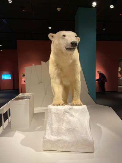 A taxidermied polar bear stands on a white platform shaped like a mound of snow, in a museum setting. The polar bear is facing forward with its paws planted firmly on the platform. The museum floor is white and the walls are a pale pink and light blue. A woman is in the background on the right side of the image, wearing a dark coat and looking toward the left. The museum has various exhibits and a white, rectangular pedestal to the left of the polar bear. This image was taken at the New York Hall of Science, located at 47-01 111th St, Queens, NY 11368.