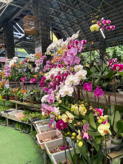 In Định An, Vietnam, an outdoor market stall is filled with a vibrant display of orchids. The plants are arranged on tiered shelves, with a variety of colors including white, pink, purple, and yellow. Some orchids are in full bloom, while others show buds. In the background, a rustic birdcage hangs from a covered structure supported by brick pillars and metal beams. People are visible in the distance, browsing the flowers. Green artificial turf covers the ground in the foreground, with several plastic baskets containing smaller plants or bulbs placed on shelves. The overall atmosphere suggests a lively marketplace focused on horticulture.