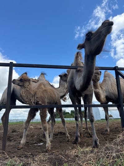 A low-angle, eye-level shot captures three dromedary camels behind a dark metal fence in a rural, outdoor setting. The camels are brown and appear to be in a pen with a dirt floor, which is partially covered in dry grass and straw. In the background, there is a white arched building, a green fence line, and scattered trees. The sky above is a vibrant blue with scattered white clouds. The focus is on the camels, with the one in the foreground on the right looking up and to the left, its head and neck dominating the frame. Another camel stands to its left, facing left, and a third, smaller camel is visible behind the second, also facing left. The image has a shallow depth of field, with the background slightly blurred. The scene appears to be a sunny day, and the overall atmosphere is calm and naturalistic. The location of Tri Ozera, Russia, is not depicted in this image.
