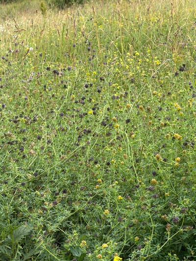 The image depicts a dense field of wild vegetation, characteristic of a meadow or a rural roadside in Polychyntsi, Ukraine. The dominant elements are numerous plants with small, clustered flowers in shades of purple and yellow, interspersed with tall grasses and other green foliage. The overall impression is one of lush, untamed natural growth. There are no people or man-made objects visible in the frame, focusing solely on the botanical landscape. The lighting suggests it is daytime, with soft sunlight filtering through the plants.