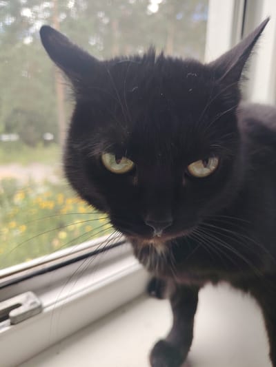 A close-up shot focuses on the face of a black cat with green eyes, sitting on a white windowsill. The cat is looking directly at the camera with a slightly intense expression. Its fur is dark and appears somewhat ruffled. The background is blurred, showing a window with trees and yellow flowers visible outside, suggesting it is daytime and possibly spring or summer. The cat's whiskers are long and prominent. A metal window latch is visible on the windowsill in the lower left of the frame. The overall lighting suggests natural daylight.