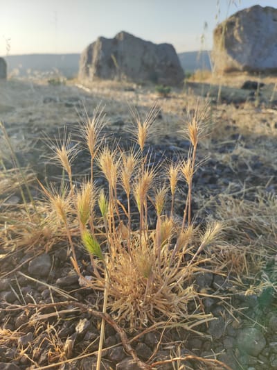 In Ledrada, Spain, a close-up, low-angle shot captures a patch of dry, golden grass with sharp, feathery seed heads. The grass is growing among dark, rough stones and scattered dry vegetation. One green shoot stands out amidst the predominantly brown and yellow tones. In the background, two large, weathered rocks are visible against a hazy, sunlit sky. The overall scene suggests a dry, outdoor environment, possibly a rural or natural setting within the city. There are no people or animals present.