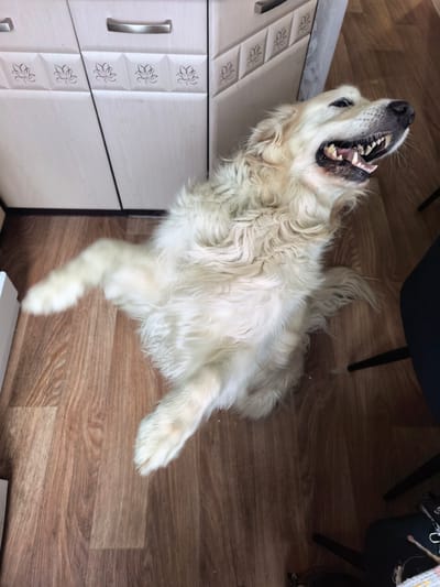A medium shot, high-angle view captures a golden retriever dog in a playful or agitated pose, with its mouth open and teeth bared, on a wooden floor. The dog is predominantly white with some golden undertones, its fur appearing fluffy and slightly matted. Its front paws are raised, and its hindquarters are on the floor.
In the background, a section of a kitchen cabinet is visible, featuring light-colored doors with subtle decorative patterns and brushed metal handles. The floor is a medium-brown wood laminate with visible grain. Partially visible on the right side of the frame is a dark chair, suggesting an indoor setting.
The image does not contain any specific indicators to determine its location in Bodaybo, Russia. The scene is a typical domestic interior.